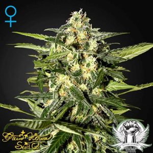 Jack Herer (A)