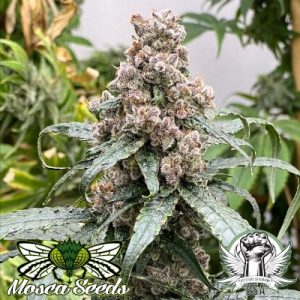 Frosted Raspberries S1 (F)
