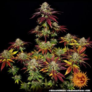 Biscotti Mintz (F)