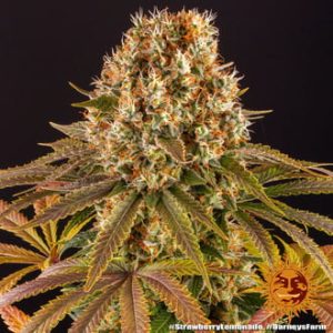 Strawberry Lemonade (F)