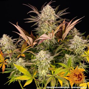 Blue Sunset Sherbert - (F)