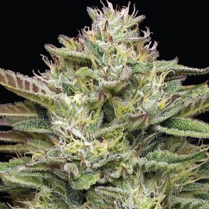 Blueberry Cupcake 3pk (F)