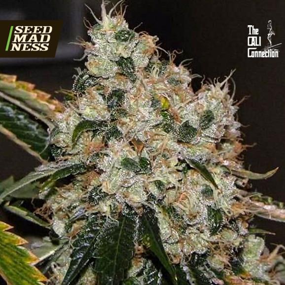 Chem 91 (F)