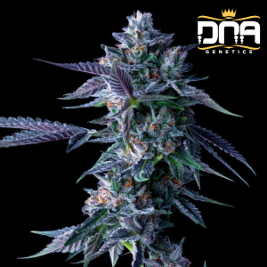 Chocolope (F)