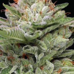 Durban Poison - (A)