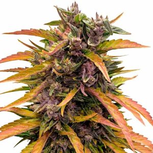 GG4 3pk (A)