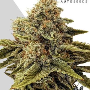 Ultra Lemon Haze (A)