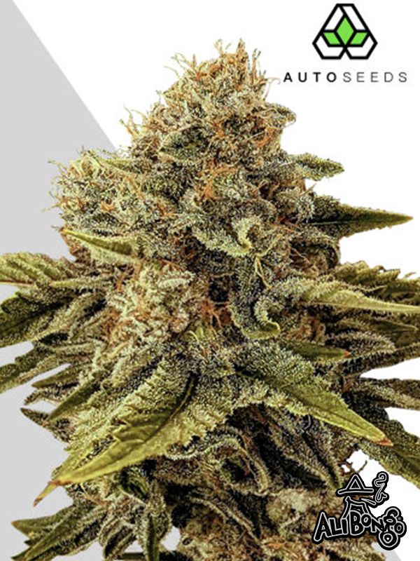 Ultra Lemon Haze (A)