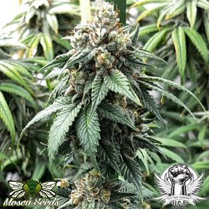 Indiana Bubble Gum BX (F)