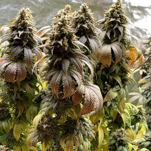 Indiana Bubble Gum S1 (F)