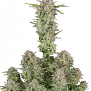 Bruce Banner 3pk (A)