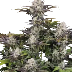 Frostbanger F4 (A)