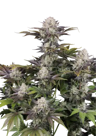 Frostbanger F4 (A)