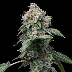 Motor Breath (F)