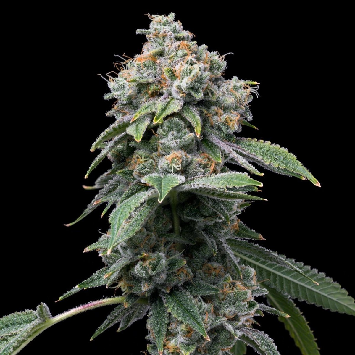 Motor Breath (F)