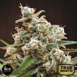 Nepal Jam (F)