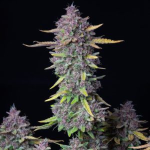 Purple Punch - (A)