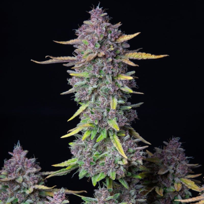 Purple Punch - (A)