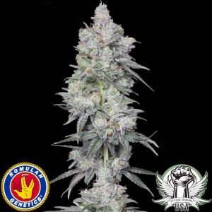 Romulan S1 (F)