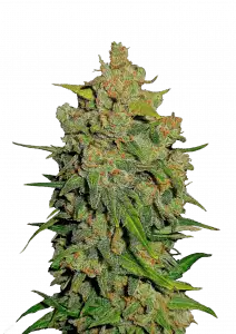 Lemon AK (A)
