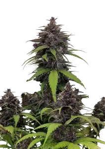 Purple Haze (A)