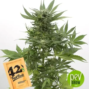 Sour Diesel 3pk (A)