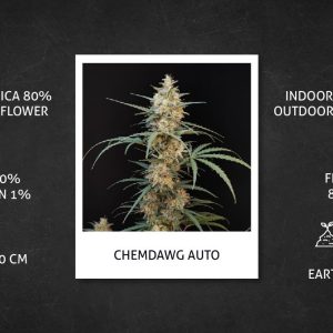 Chemdawg (A)