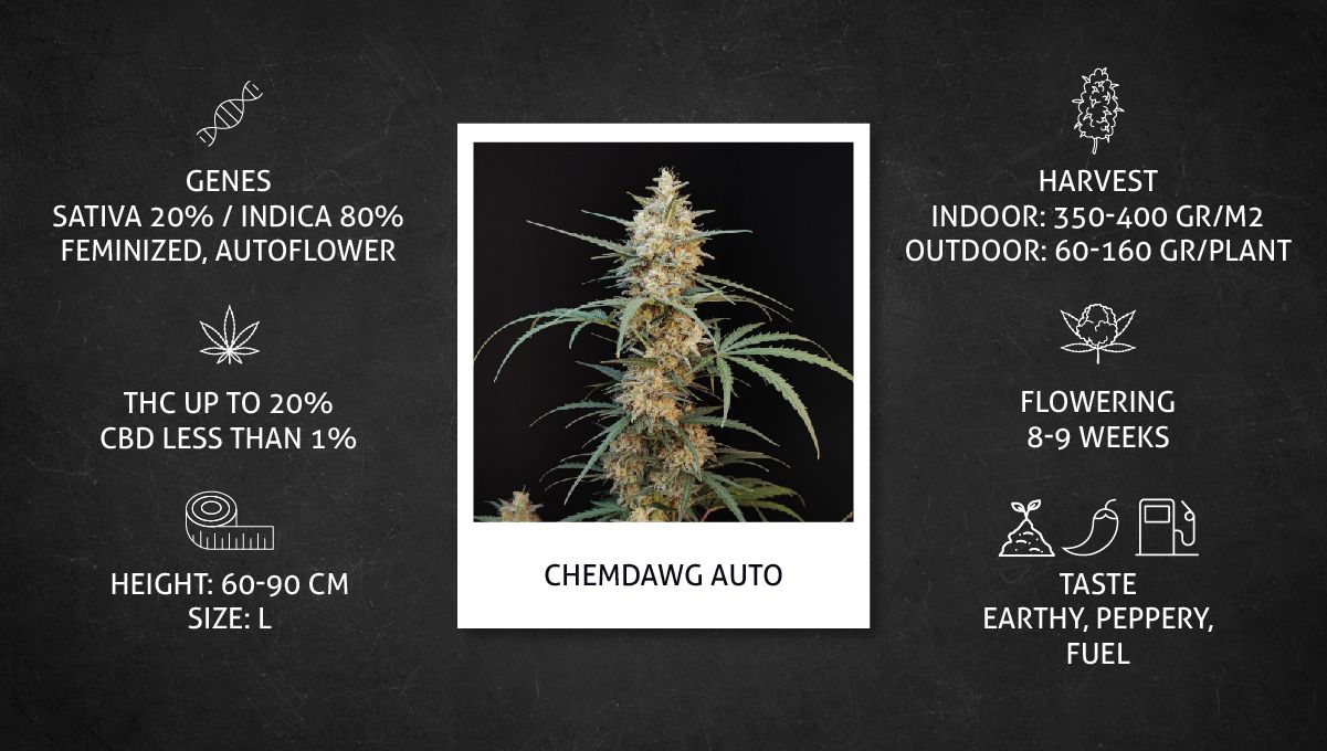 Chemdawg (A)