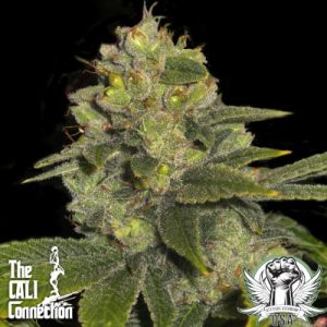 Deadhead OG (F)