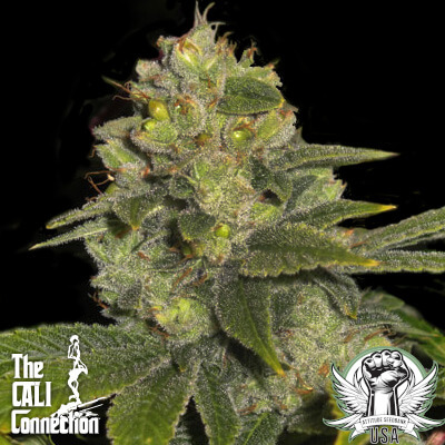 Deadhead OG (F)