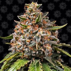 White Widow XXL (F)