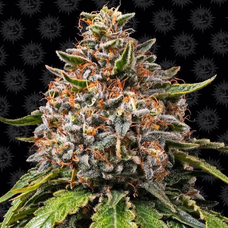 White Widow XXL (F)
